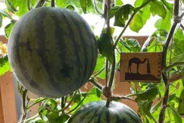 پرورش هندوانه در قطب جنوب! / عکس