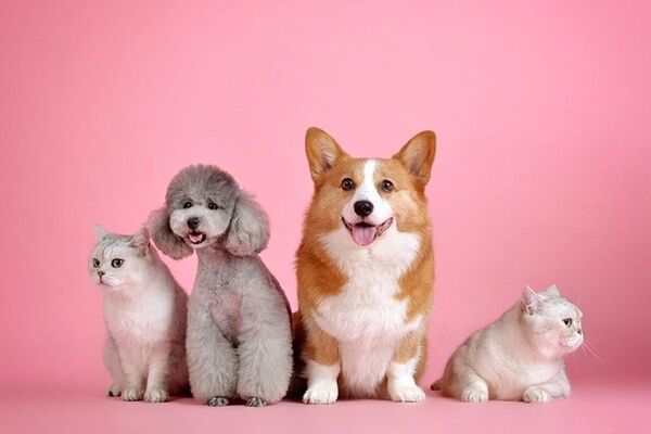  گرانی، دامن حیوانات خانگی را گرفت