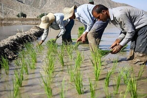 آقای قالیباف! به حضرت عباس انبار‌های ما پر از برنج است/ ویدئو
