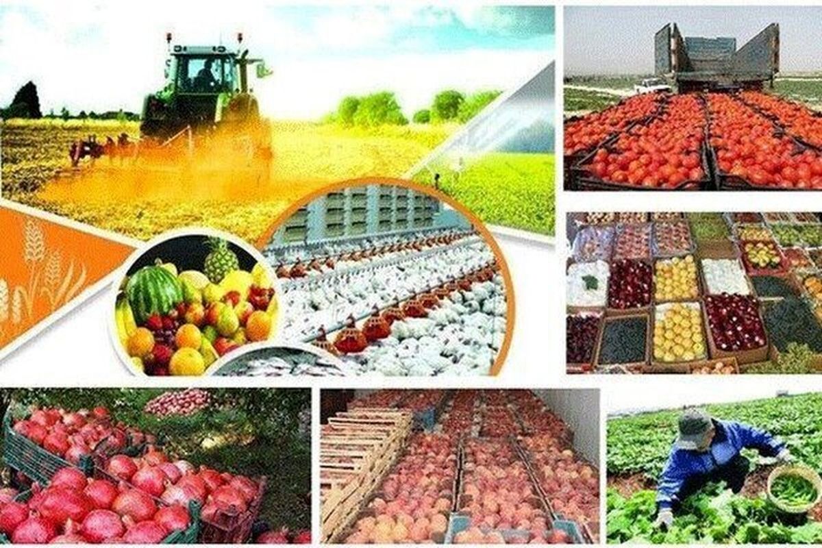 رشد۲۳درصدی صادرات محصولات غذایی وکشاورزی/ ۲۰ مقصد نخست محصولات