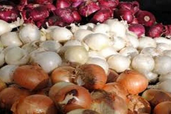 اجرای الگوی کشت راهکار تنظیم بازار پیاز
