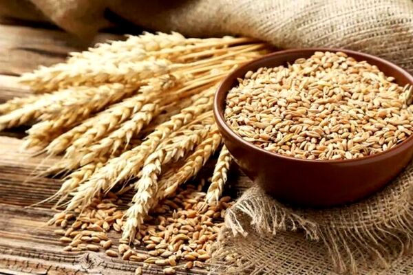 وضعیت ذخایر گندم پاسخگوی نیاز است