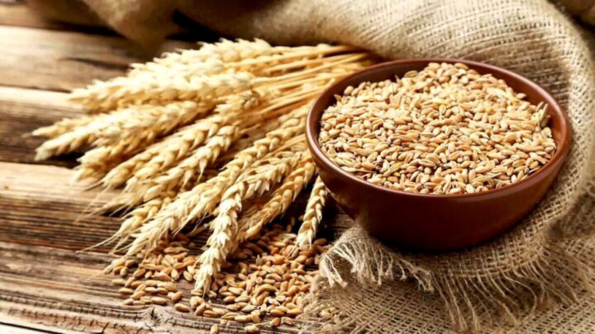 قیمت گندم بالاتر هم می‌رود؟