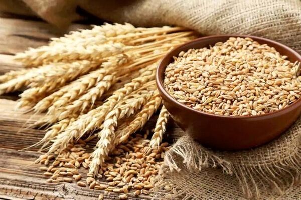 وضعیت ذخایر گندم پاسخگوی نیاز است