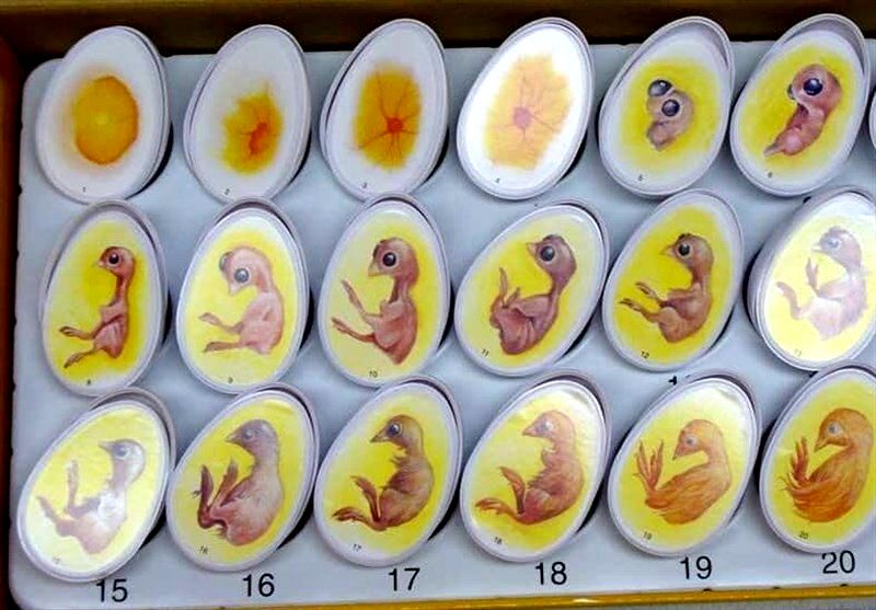 واردات تخم مرغ نطفه دار گوشتی آزاد شد