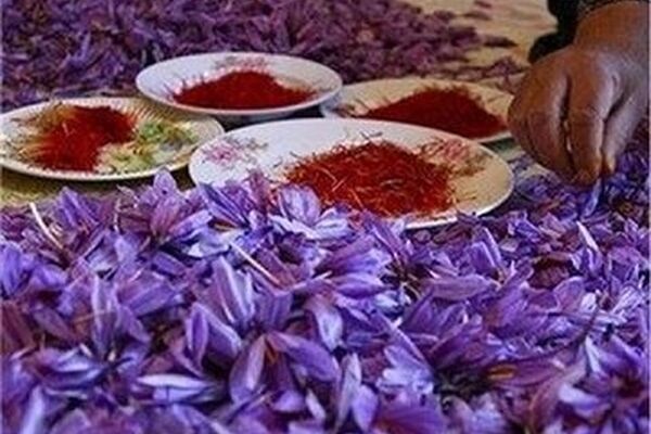 سقوط آزاد قیمت زعفران ایرانی/ ماجرا چیست؟