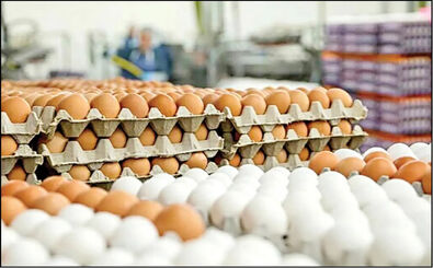 معمای تخم مرغ ۶۰۰ هزار تومانی