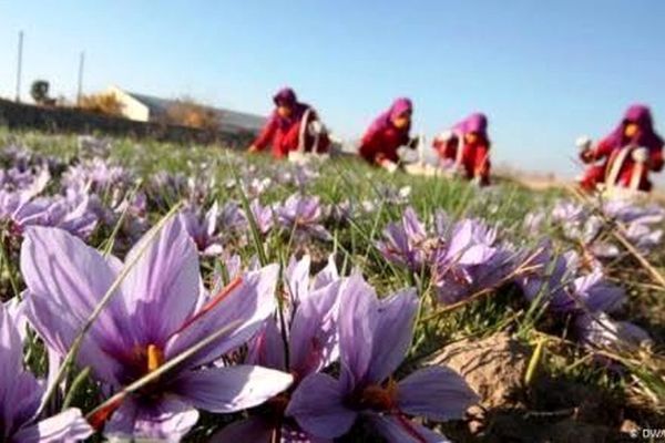 پراید دوباره گران شد
