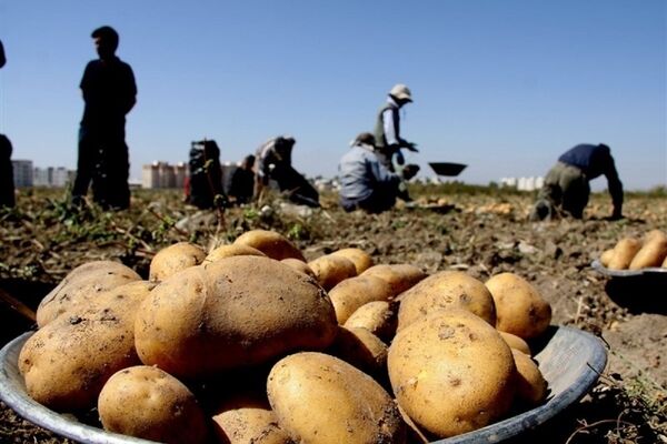 قیمت سیب زمینی کاهشی شد