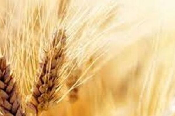قیمت واقعی گندم اعلام شد