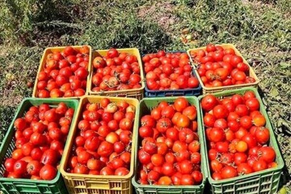 حباب قیمت گوجه‌فرنگی شکسته شد/ جزییات
