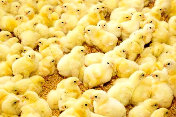 مرغداران مجبور هستند جوجه ها را در چاه بریزند/ ویدئو