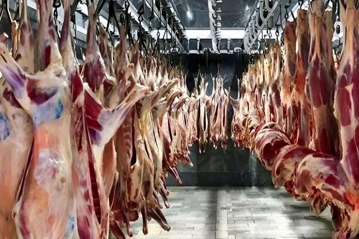 قیمت جدید گوشت قرمز امروز ۲۴ اردیبهشت ۱۴۰۵/ هر کیلوگرم گوشت گوساله و گوسفندی چند شد؟+ جدول