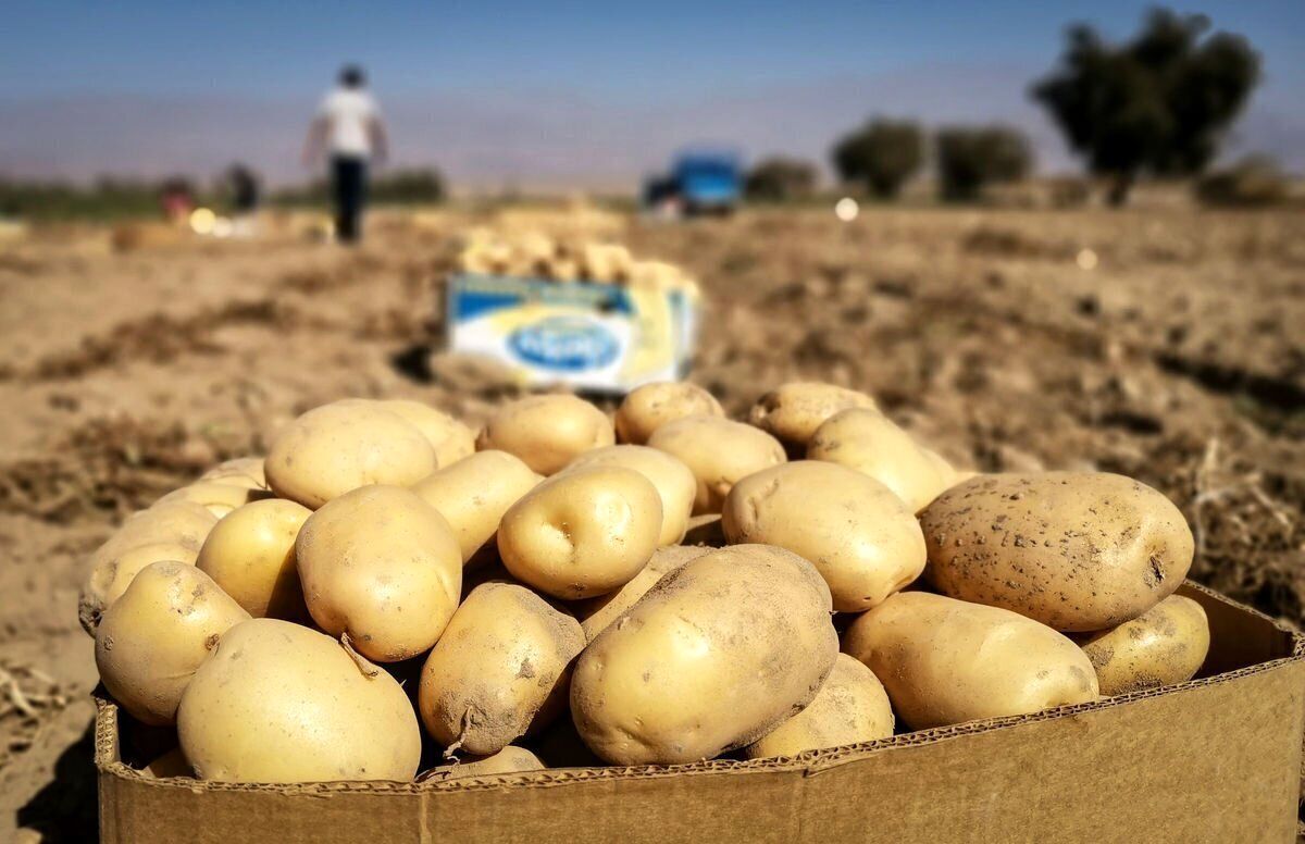 دلیل گران شدن سیب زمینی مشخص شد
