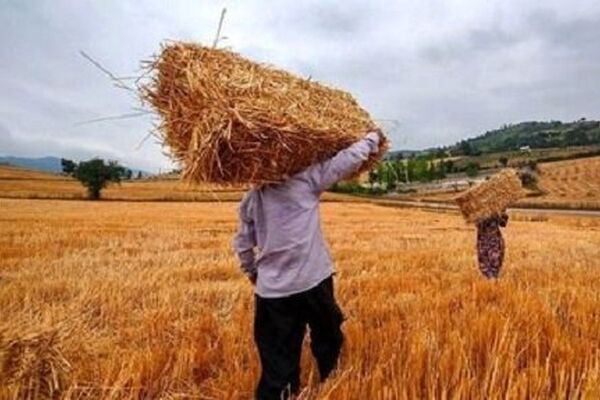 خبر مهم رییس سازمان برنامه برای گندمکاران