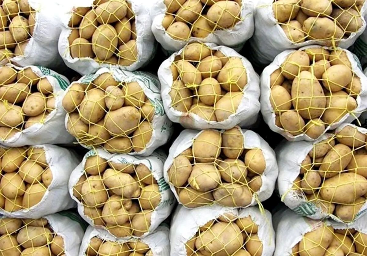 سیب زمینی وارداتی با قیمت ۲۹,۵۰۰ تومان وارد کشور شد

