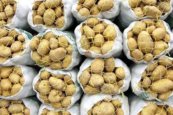 سیب زمینی وارداتی با قیمت ۲۹,۵۰۰ تومان وارد کشور شد
