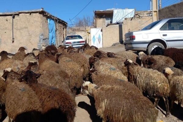 قیمت دام زنده امروز ۲۶ مهر ۱۴۰۵ / گوسفند زنده در تهران کیلویی ۷۰۵ هزار تومان شد + جدول