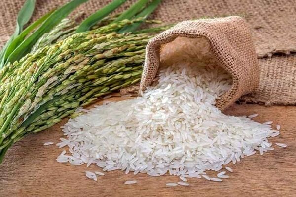 قیمت پایه برنج ۹۰ هزار تومان پیش بینی شده