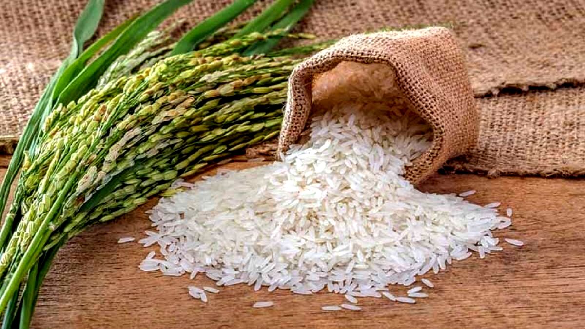 قیمت پایه برنج ۹۰ هزار تومان پیش بینی شده