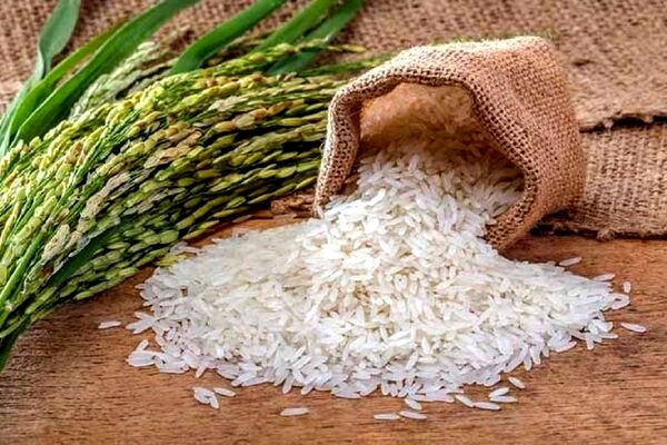 قیمت پایه برنج ۹۰ هزار تومان پیش بینی شده