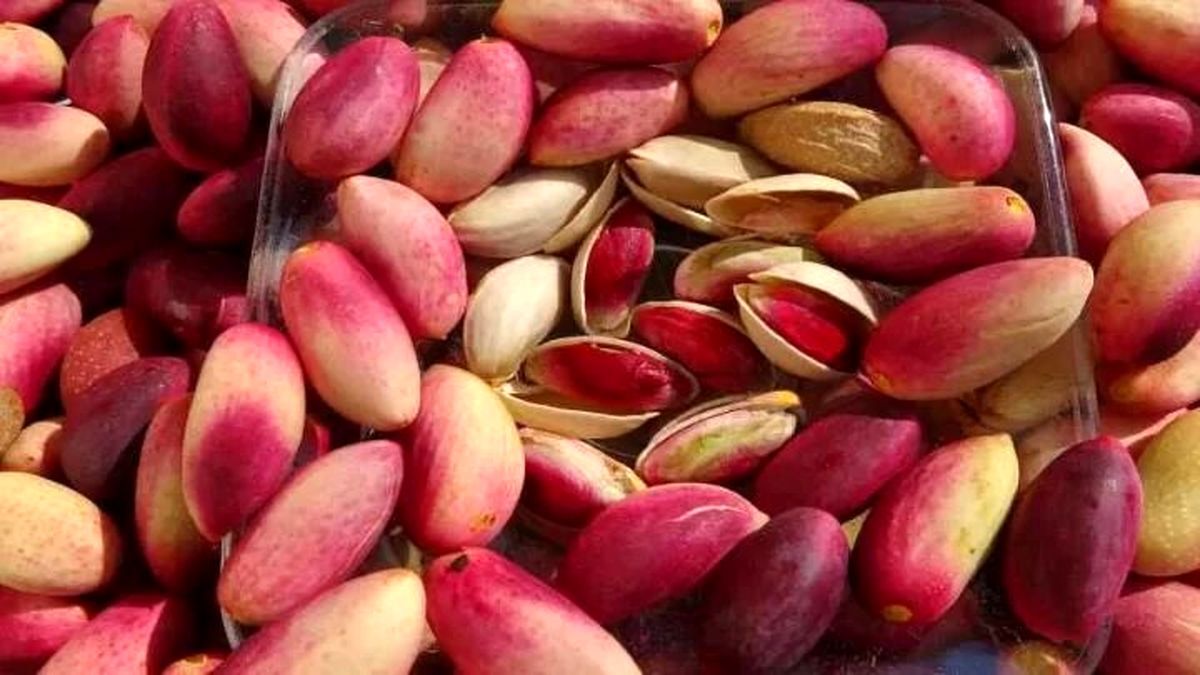 «پسته» قربانی یک باور سنتی شد

