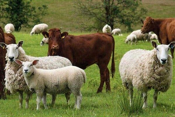 قیمت دام زنده در بازار نجومی شد!