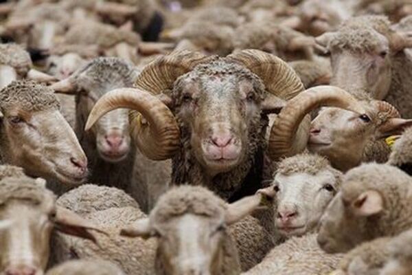 قیمت جدید دام‌زنده امروز ۲۱ آبان ۱۴۰۳/ گوسفند در تهران گران شد 

