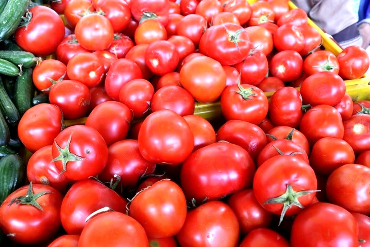 چرا گوجه های ایران از عراق برگشت خورد؟

