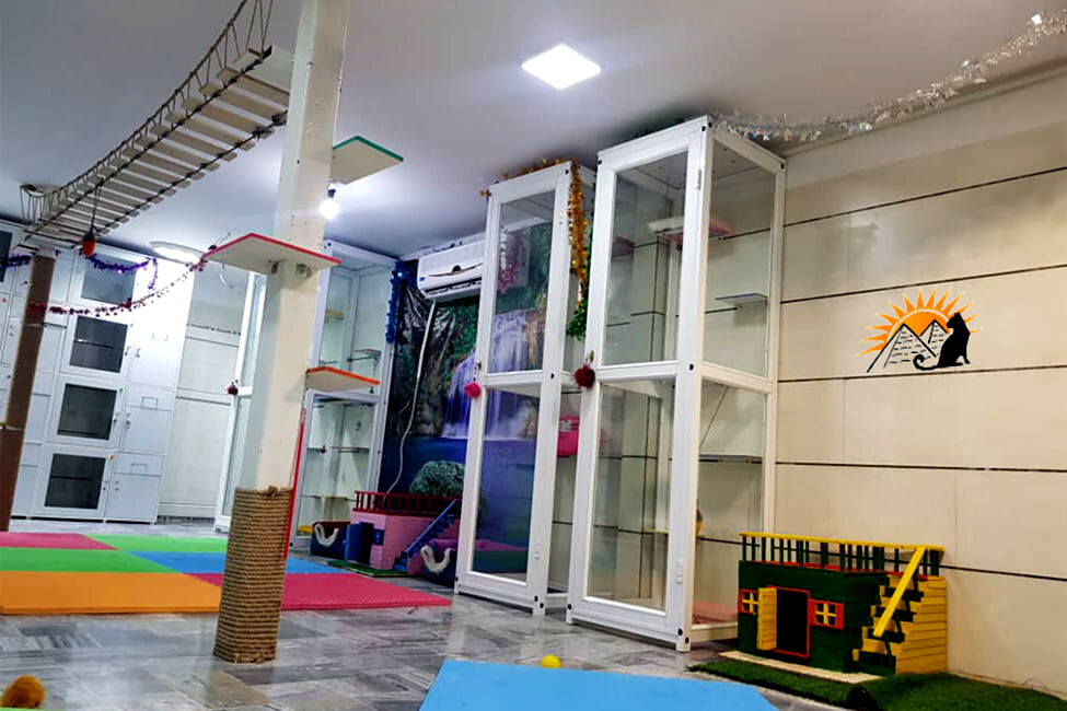 پانسیون نگهداری گربه چیست و چه زمانی گربه‌مان را به آن بسپاریم؟
