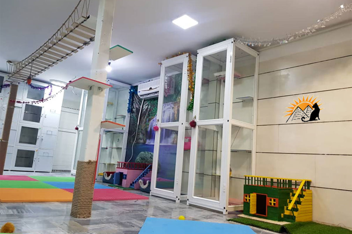 پانسیون نگهداری گربه چیست و چه زمانی گربه‌مان را به آن بسپاریم؟
