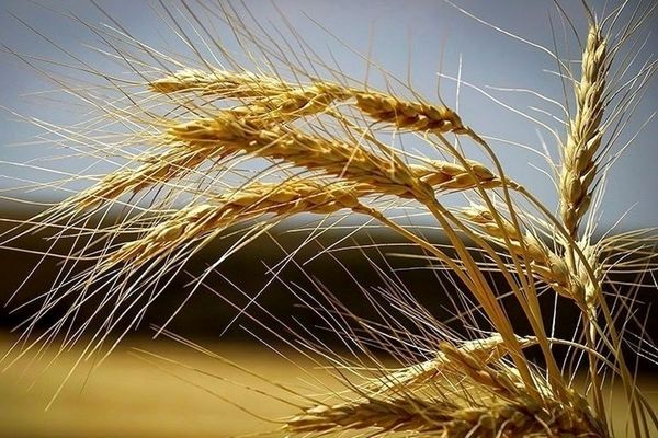 امسال قیمت گندم چه تغییری می‌کند؟