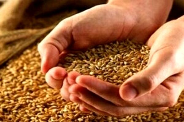 امسال قیمت گندم چه تغییری می‌کند؟