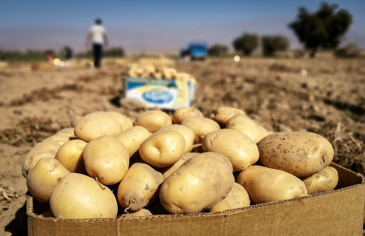 سیب‌زمینی بالاتر از این قیمت گران‌فروشی است