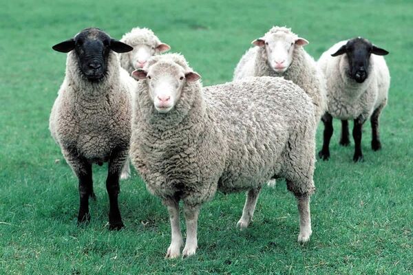 پشم گوسفند هم قیمتی شد؛ یک گونی نیم میلیون!