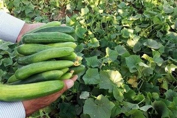 قیمت گاز رسما گران شد؟