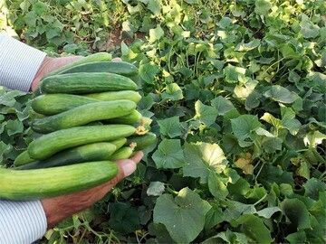 خیار و کاهو چرا کالای لوکس شد؟